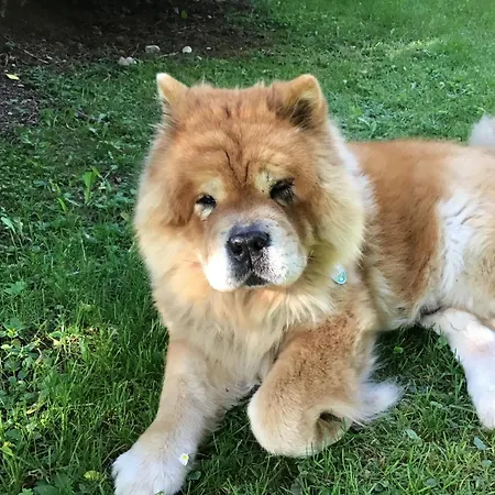 شقة Schwarzwald - Appartments تيتيسي نيوستادت